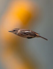 Small Brown Bird Flying Against Golden Bokeh Background in Natural Wildlife Habitat