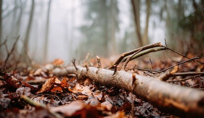 Fallen log in a misty forest (1)