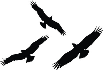 Three Eagles Silhouetted in Flight Against a White Background Bold and Design