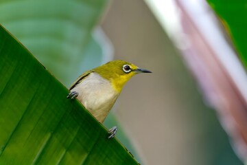 Small Yellow Tropical Bird Perched on Green Leaf in Natural Wildlife Habitat