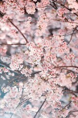 Obraz premium Pink Cherry Blossoms Blooming on Tree Branches in Spring Fuzhou China Creating Dreamy Atmosphere