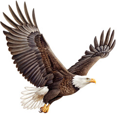 Fototapeta premium eagle isolated on white background, png, ai generated