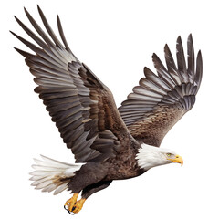 Obraz premium eagle isolated on white background, png, ai generated