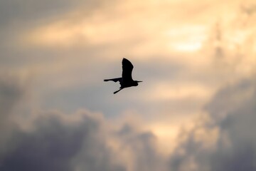 Fototapeta premium Bird Silhouette Flying Through Golden Sunset Sky with Dramatic Cloudy Atmosphere