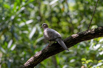 Spotted Dove Perched on Tree Branch in Natural Forest Habitat with Green Bokeh Background