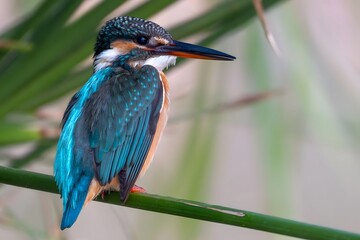 Common Kingfisher with Vibrant Blue Plumage Perched on Reed in Natural Wetland Habitat