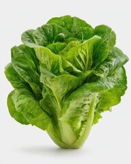 Fresh romaine lettuce head, vibrant green