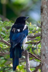 Fototapeta premium Black and Blue Corvid Bird Perched on Tree Branch in Natural Forest Habitat