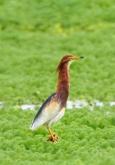 Elegant Heron Standing Gracefully on Green Grass Showcasing Natural Wildlife Beauty and Intricate Feather Details