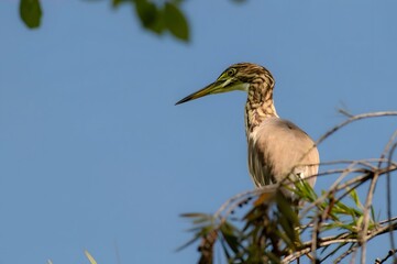 Elegant Heron with Sharp Beak Perched Among Reeds Against Blue Sky - Wildlife Photography