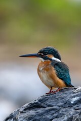 Beautiful Kingfisher Bird with Vibrant Blue and Orange Plumage Perched on Rock - Wildlife Photography