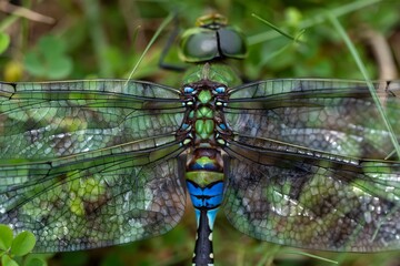 Stunning Macro Dragonfly with Vibrant Blue Eyes and Intricate Wing Details - Extreme Close-up Nature Photography