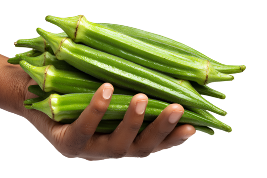 transparent background hand holding fresh okra or l scre realism, png