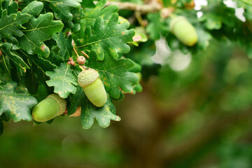 Close-up of green acorn growing among summer foliage on branch