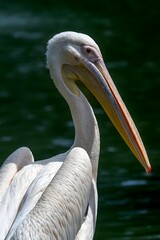 Graceful White Pelican Portrait in Natural Habitat - Elegant Waterbird Wildlife Photography