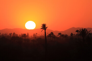 Morocco, Marrakesh, Palmeraie, A huge sun sets over the  High Atlas mountains and palm grove in the foreground - silhouette of palm trees. Aproaching sand storm.