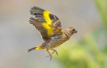 European Goldfinch in Flight with Bright Yellow Wing Patches Against Green Background