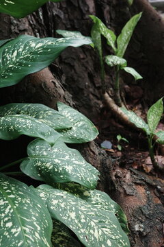 green tree python