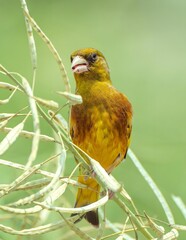 Golden Yellow Finch Perched on Dried Grass Stems Against Green Natural Background