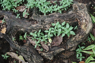 green plant growing in the ground