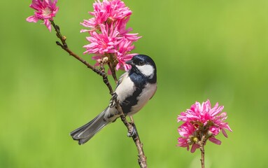 Great Tit Bird Perched on Pink Flowering Branch Against Green Natural Background