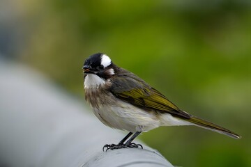 Great Tit Bird with Black Head and White Cheeks Perched in Natural Wildlife Habitat