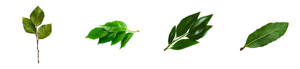 Obraz premium Four green leaves on transparent background image, cut out