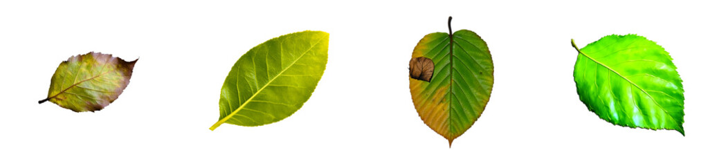 Obraz premium Collection of Four Leaves with Varied Autumn Colors and Textures, cut out