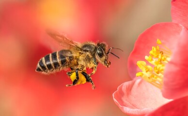 Honey Bee in Flight Collecting Pollen from Pink Flower - Dynamic Wildlife Macro Photography