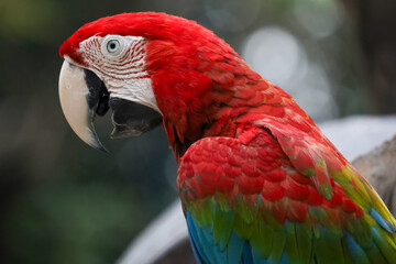 Close up head the red macaw parrot bird in garden