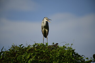 This image features a Grey Heron, a large wading bird recognizable by its long legs, slender neck,...