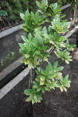 fresh herbs in a garden