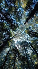 Forest reset mood vibe, slow breath forest reset mood, wellness tone forest reset mood Majestic trees reaching for the sunlight above.