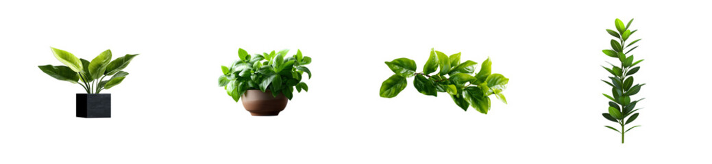 Obraz premium Collection of four potted and unpotted green plants on a black background, cut out
