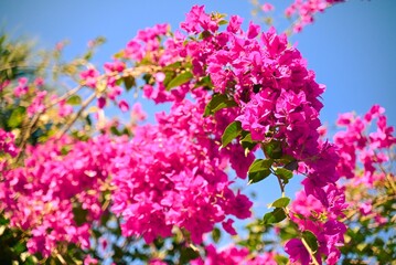 Bougainvillea blooms against blue sky.