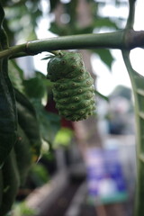 close up of a tree