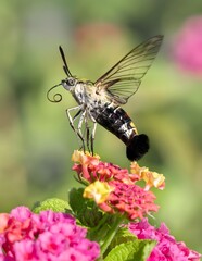 Hummingbird Clearwing Moth Feeding on Pink Lantana Flowers in Garden with Bokeh Background