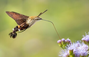 Hummingbird Hawk Moth Feeding on Purple Wildflowers with Soft Bokeh Background