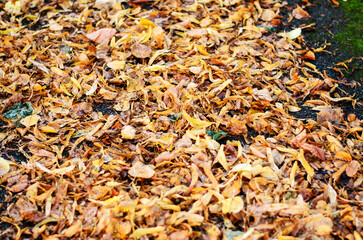 Autumn dry leaves forming natural seasonal background texture for design purposes