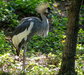 Fototapeta premium bird in the zoo