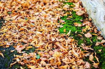 Dry autumn leaves lying among green moss creating natural seasonal background