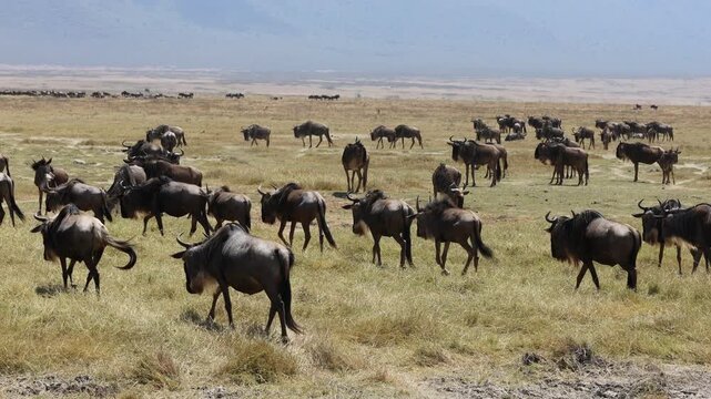 Wildebeest antelope in the wild. Africa wildlife safari game tour in the national park Tarangire and Ngorongoro. 4k video of variety of wildlife in african savanna bush. Dry grass animals hiding