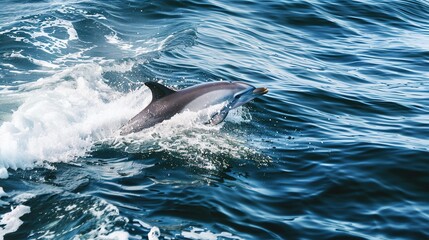 Fototapeta premium A dolphin is swimming in the ocean. The water is blue and the dolphin is white. The dolphin is in the middle of the water and is surrounded by waves