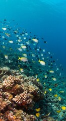 Obraz premium Coral Kingdom's Azure Dance