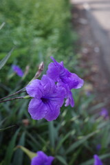 purple flowers in the garden