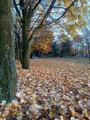 Autumn Park
