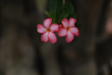 Adenium Obesum (Mock Azalea, Desert Rose, Impala Lily, Pink Bigmonia, Salsi Star) Suan Nong Nooch Tropical Garden Pattaya, Thailand.

