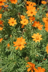 orange marigold flowers