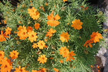 field of orange flowers