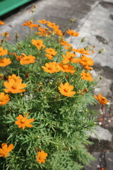 orange flowers in the garden